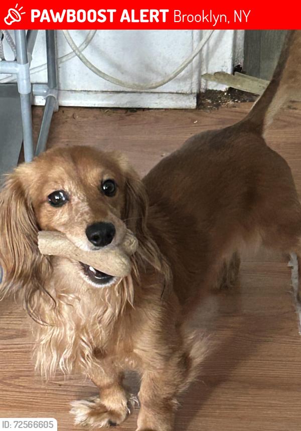 Lost Male Dog last seen Near south 1st street between Havermeyer & Marcy, Brooklyn, NY 11211