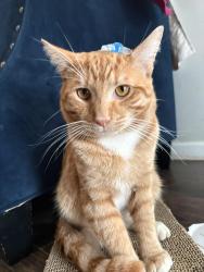 Lost Male Cat last seen Idlewood rd , Stone Mountain, GA 30083