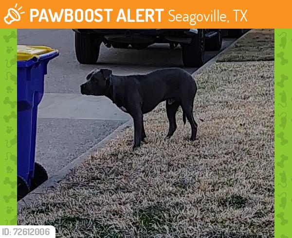 Found/Stray Male Dog last seen Oakbrook ln and Hall rd, Seagoville, TX 75159