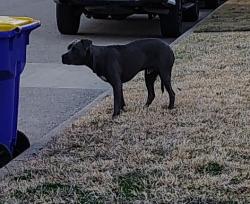 Found/Stray Male Dog last seen Oakbrook ln and Hall rd, Seagoville, TX 75159