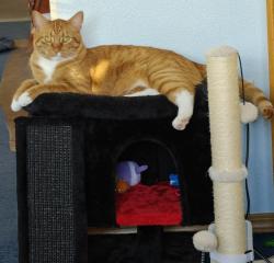 Lost Male Cat last seen 135th, Sumner, WA 98390