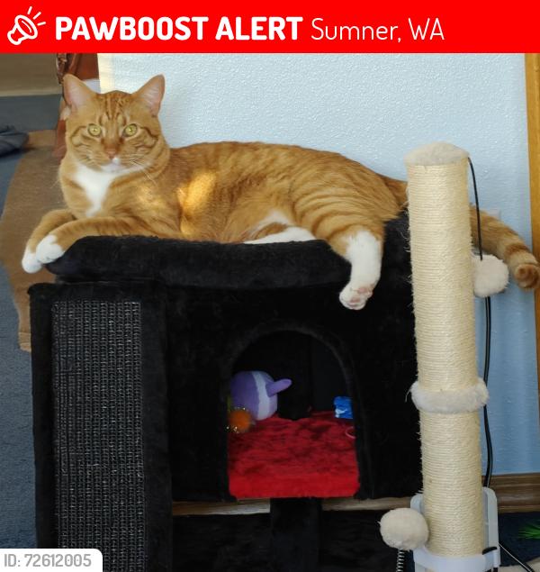 Lost Male Cat last seen 135th, Sumner, WA 98390