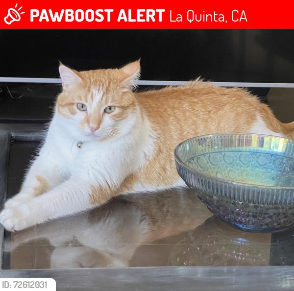 Lost Male Cat last seen Avenida Diaz and Calle Tecate, La Quinta, CA 92253