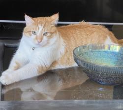 Lost Male Cat last seen Avenida Diaz and Calle Tecate, La Quinta, CA 92253