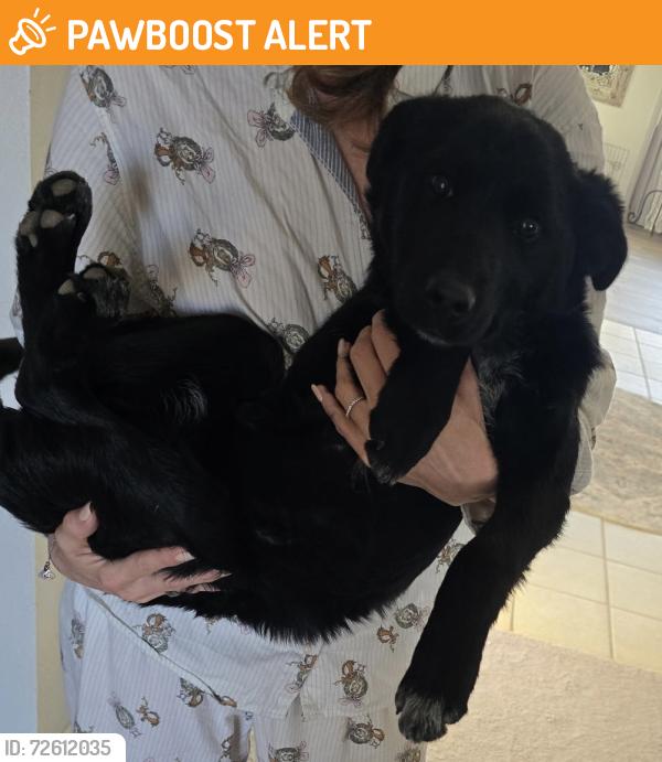 Found/Stray Male Dog last seen between 181 & 193, Arapahoe County, CO 80103