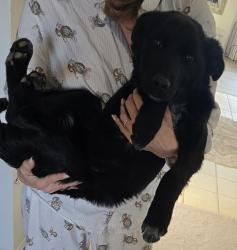 Found/Stray Male Dog last seen between 181 & 193, Arapahoe County, CO 80103