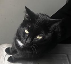 Lost Female Cat last seen Buswell Ave. and Concord St., Palm Bay, FL 32907
