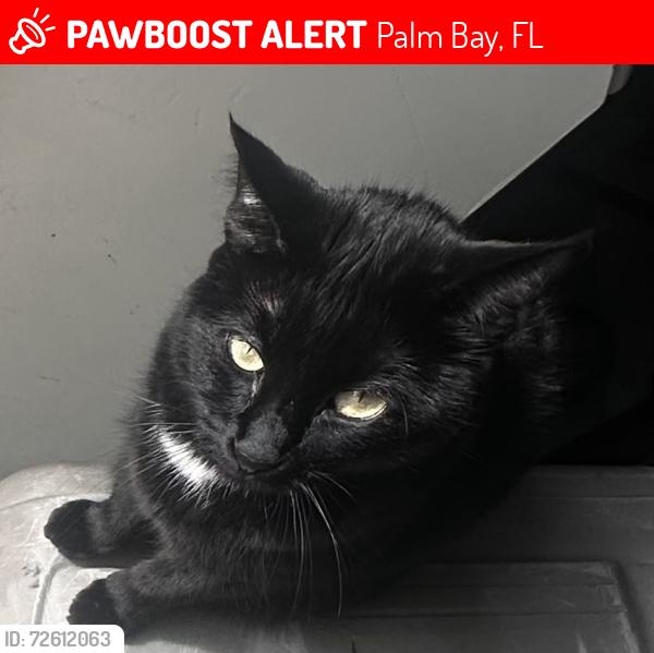 Lost Female Cat last seen Buswell Ave. and Concord St., Palm Bay, FL 32907
