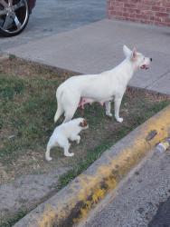 Found/Stray Female Dog last seen Dollar general , Harlingen, TX 78550