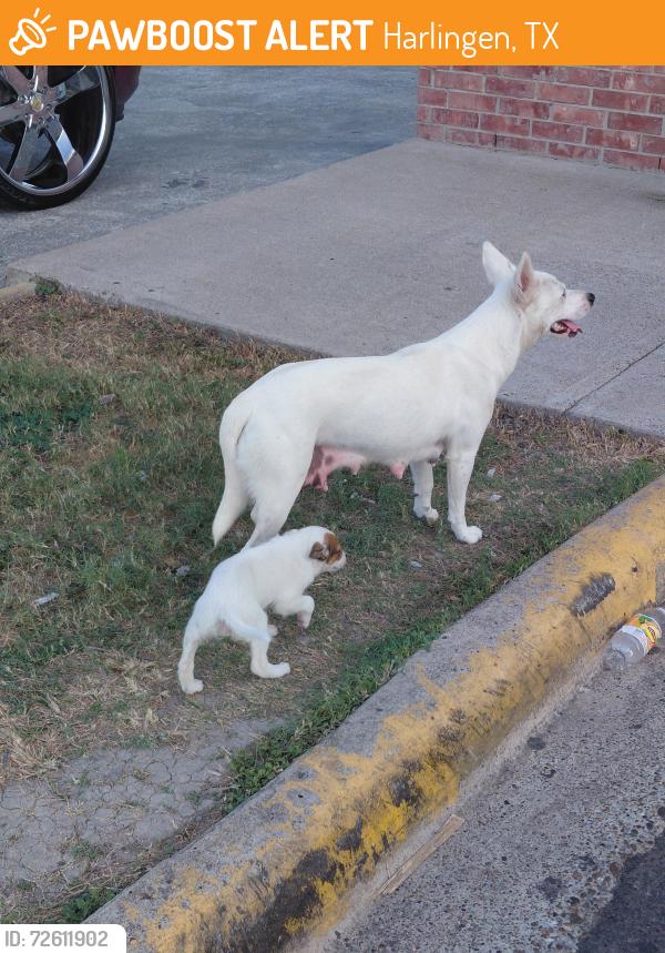 Found/Stray Female Dog last seen Dollar general , Harlingen, TX 78550