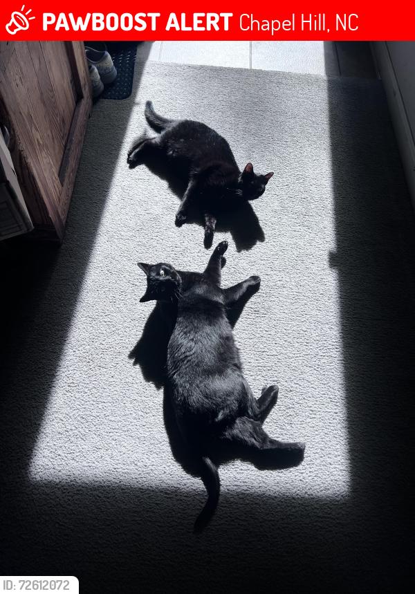 Lost Female Cat last seen Mann’s chapel and Poythress rd , Chapel Hill, NC 27516