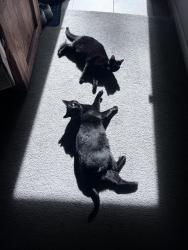 Lost Female Cat last seen Mann’s chapel and Poythress rd , Chapel Hill, NC 27516