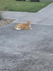 Lost Male Cat last seen Hight Street wallan, Wallan, VIC 3756