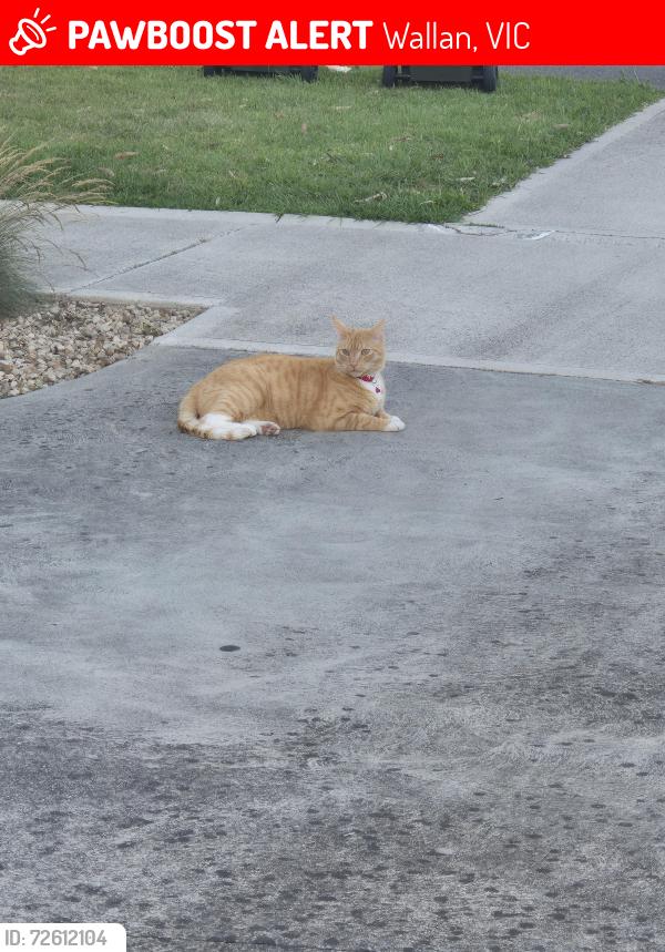 Lost Male Cat last seen Hight Street wallan, Wallan, VIC 3756