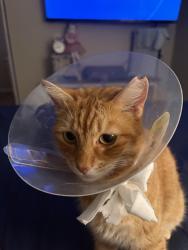 Lost Female Cat last seen Concannon dr, Oakley, CA 94561