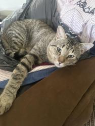 Lost Male Cat last seen Glenville Dr. , Richardson, TX 75081