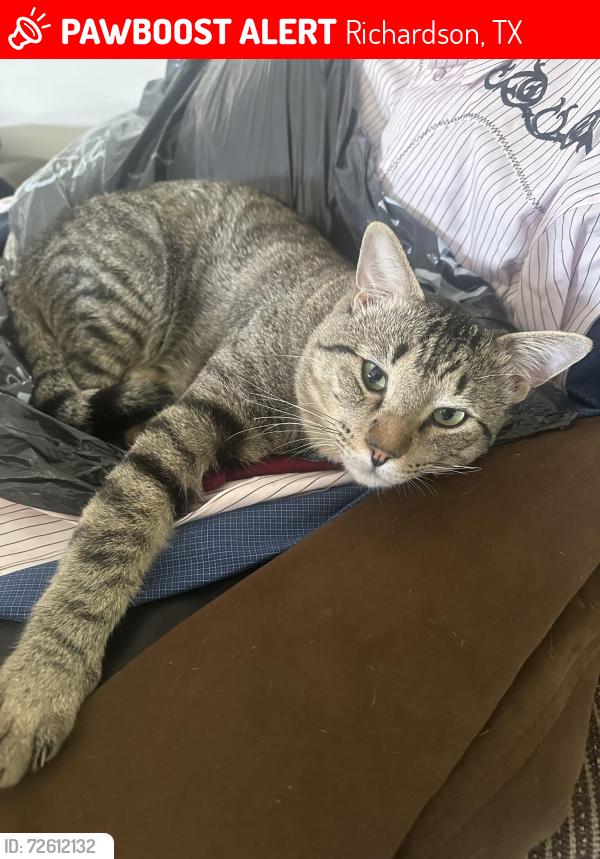Lost Male Cat last seen Glenville Dr. , Richardson, TX 75081