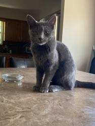 Lost Female Cat last seen We had a house fire and there’s a park down Jackson Dr , Independence, MO 64056