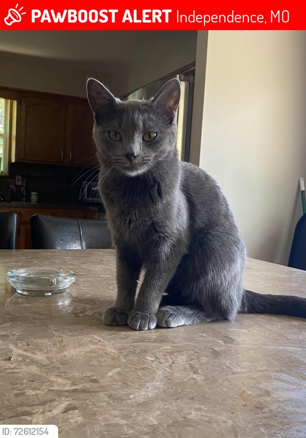 Lost Female Cat last seen We had a house fire and there’s a park down Jackson Dr , Independence, MO 64056