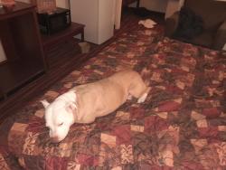 Lost Female Dog last seen Around Sand springs dog shelter and custerfab Warehouse, Sand Springs, OK 74127