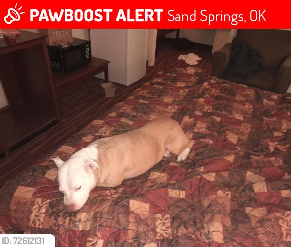 Lost Female Dog last seen Around Sand springs dog shelter and custerfab Warehouse, Sand Springs, OK 74127