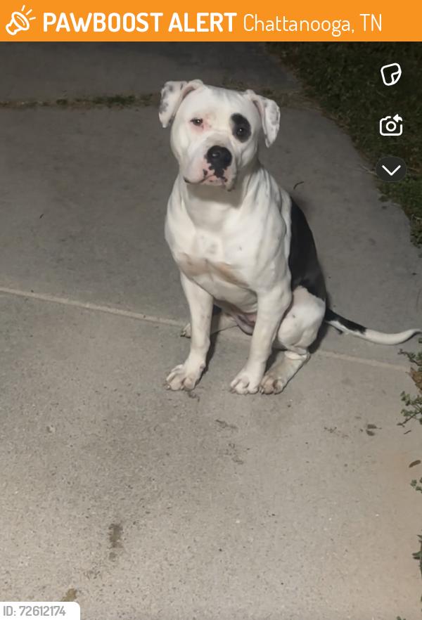 Found/Stray Female Dog last seen North Moore Lane , Chattanooga, TN 37411