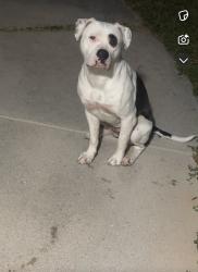 Found/Stray Female Dog last seen North Moore Lane , Chattanooga, TN 37411