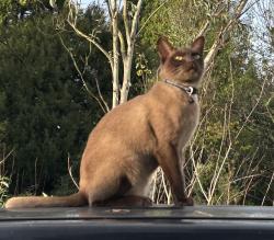 Lost Male Cat last seen Wood Lane. Next to Beckford arms pub , Tisbury, England SP3 6PX