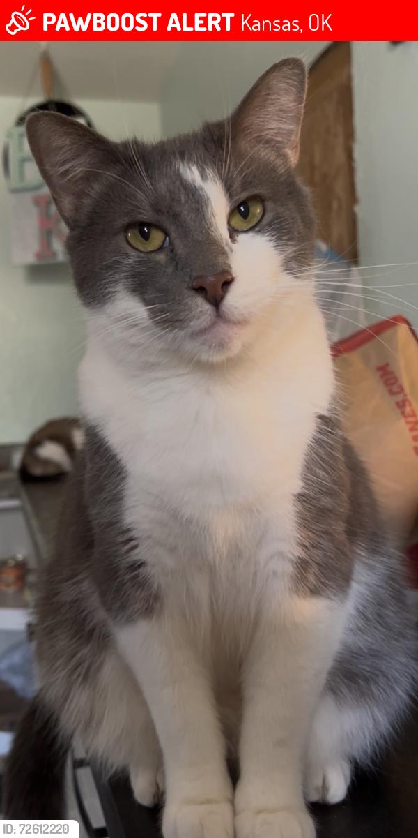 Lost Male Cat last seen Evergreen Road, Kansas, OK 74347
