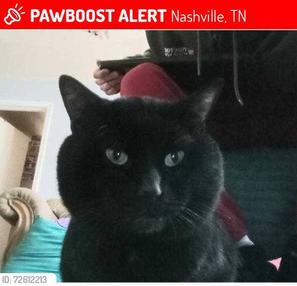 Lost Male Cat last seen Country Way & Anderson Rd, Nashville, TN 37013