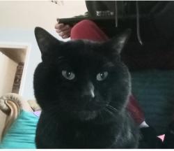 Lost Male Cat last seen Country Way & Anderson Rd, Nashville, TN 37013