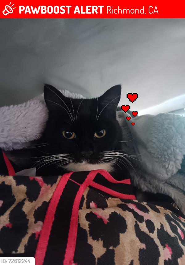 Lost Female Cat last seen 26th and cutting, Richmond, CA 94804