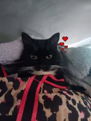 Lost Female Cat last seen 26th and cutting, Richmond, CA 94804
