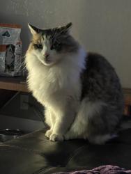 Lost Male Cat last seen Alhambra Ave, Martinez, CA 94553