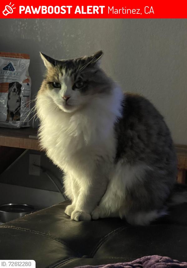 Lost Male Cat last seen Alhambra Ave, Martinez, CA 94553