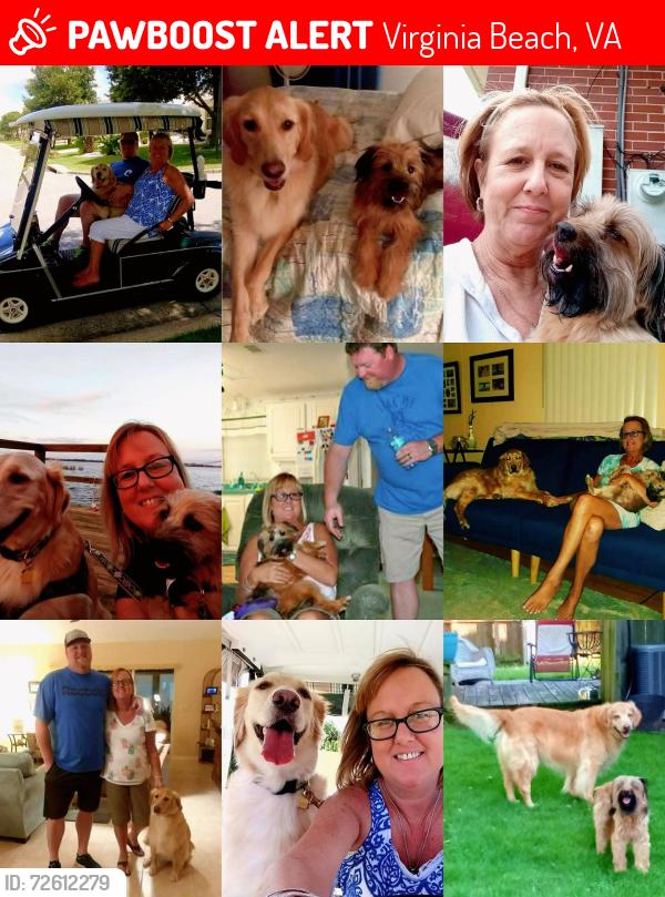 Lost Female Dog last seen Laskin road, Virginia Beach, VA 23451