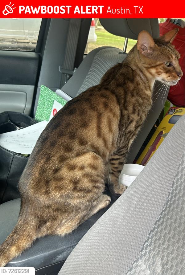 Lost Male Cat last seen Lake creek and school hse road, Austin, TX 78750