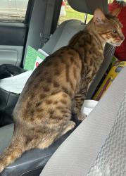 Lost Male Cat last seen Lake creek and school hse road, Austin, TX 78750