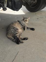 Lost Male Cat last seen Thunder and Emerald , Oceanside, CA 92056