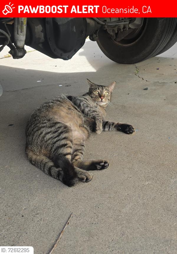 Lost Male Cat last seen Thunder and Emerald , Oceanside, CA 92056