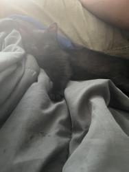 Lost Male Cat last seen Sterling Ave, Kansas City, MO 64130