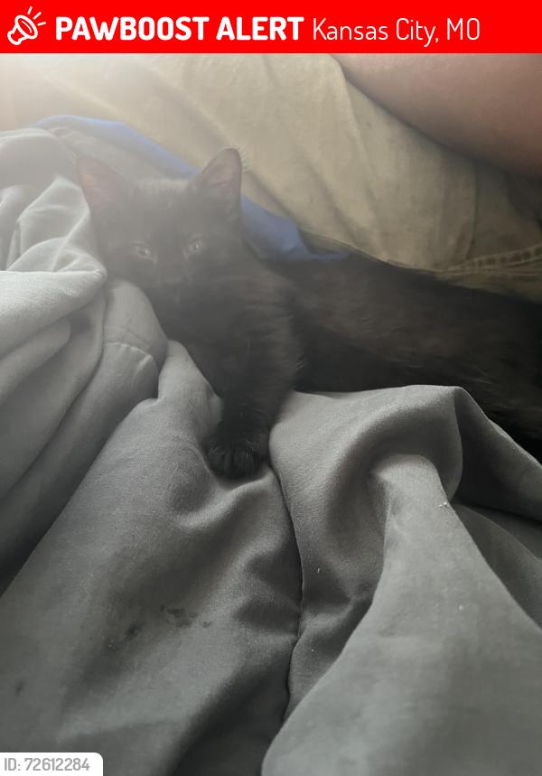Lost Male Cat last seen Sterling Ave, Kansas City, MO 64130