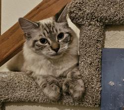 Lost Male Cat last seen 38th Ave SE / 125th Pl SE - Pioneer Trails , Everett, WA 98208