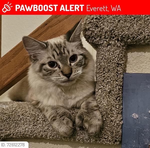 Lost Male Cat last seen 38th Ave SE / 125th Pl SE - Pioneer Trails , Everett, WA 98208