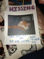 Lost Female Cat last seen W Vermont st, Indianapolis, IN 46222