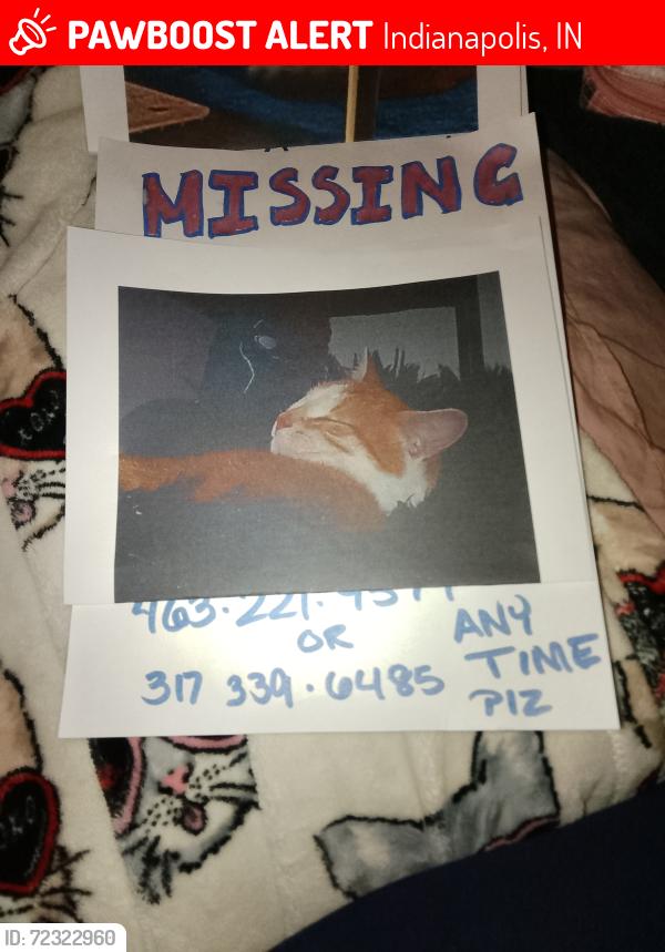 Lost Female Cat last seen W Vermont st, Indianapolis, IN 46222