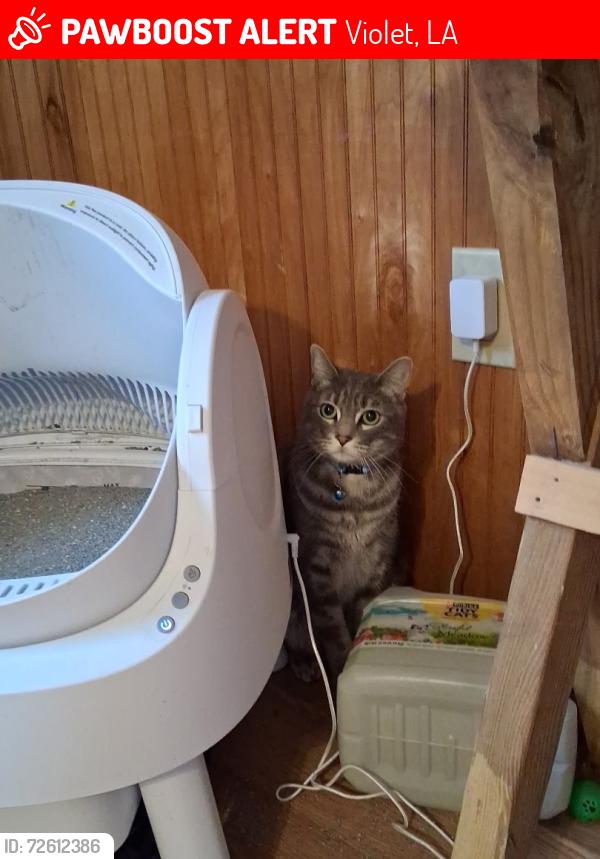 Lost Male Cat last seen 3rd St , Violet, LA 70092