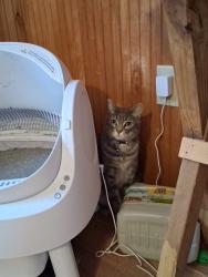 Lost Male Cat last seen 3rd St , Violet, LA 70092