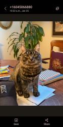 Lost Male Cat last seen W14 between Cypress and Burrard , Vancouver, BC 