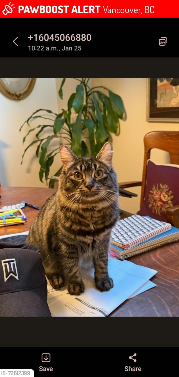 Lost Male Cat last seen W14 between Cypress and Burrard , Vancouver, BC 